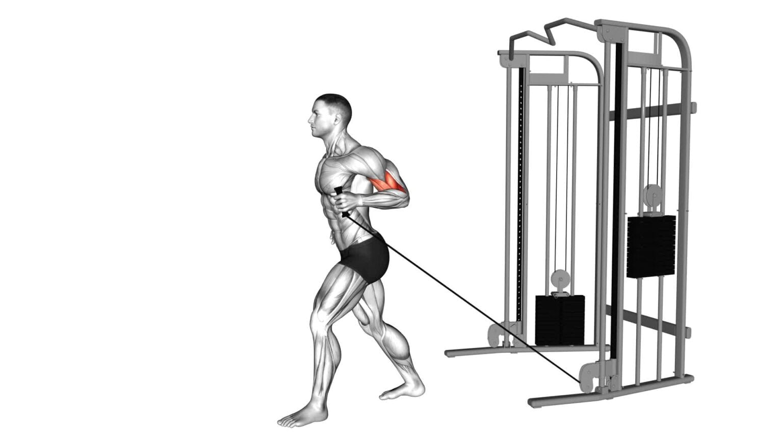 Cable One Arm Neutral Grip Biceps Curl Exercise Guide Tips