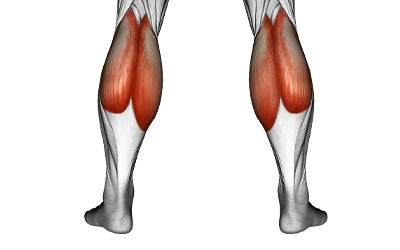 Calves muscles 2