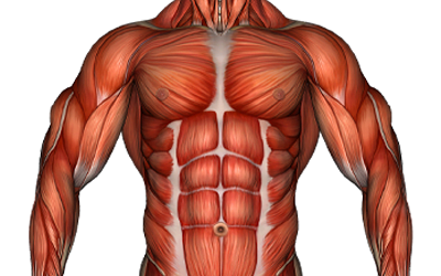 Cardio muscles