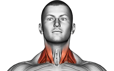 Neck muscles 2