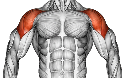Shoulders muscles