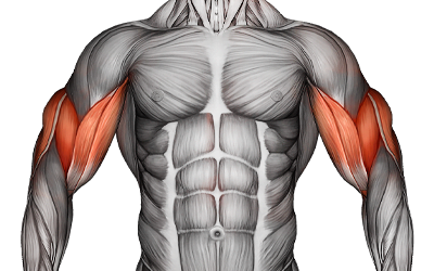 Upper arms muscles 1