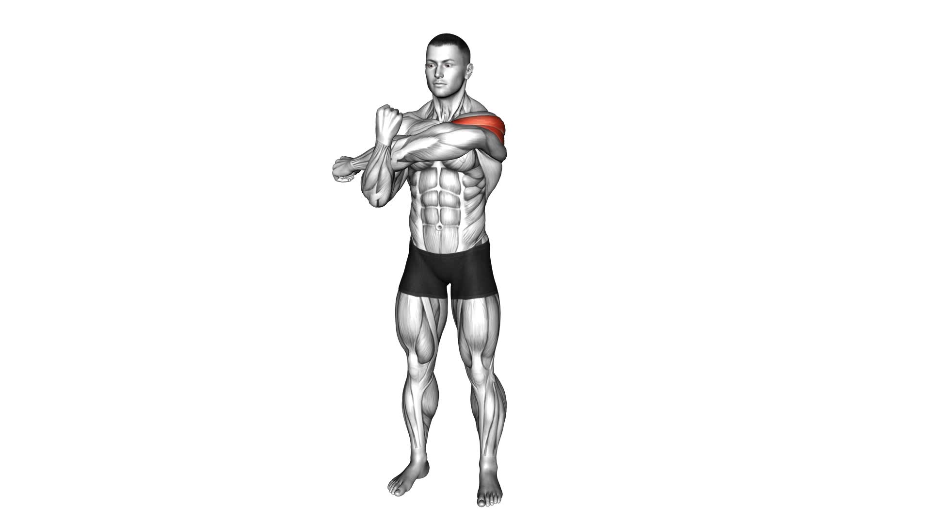 Across Chest Shoulder Stretch - Video Exercise Guide & Tips
