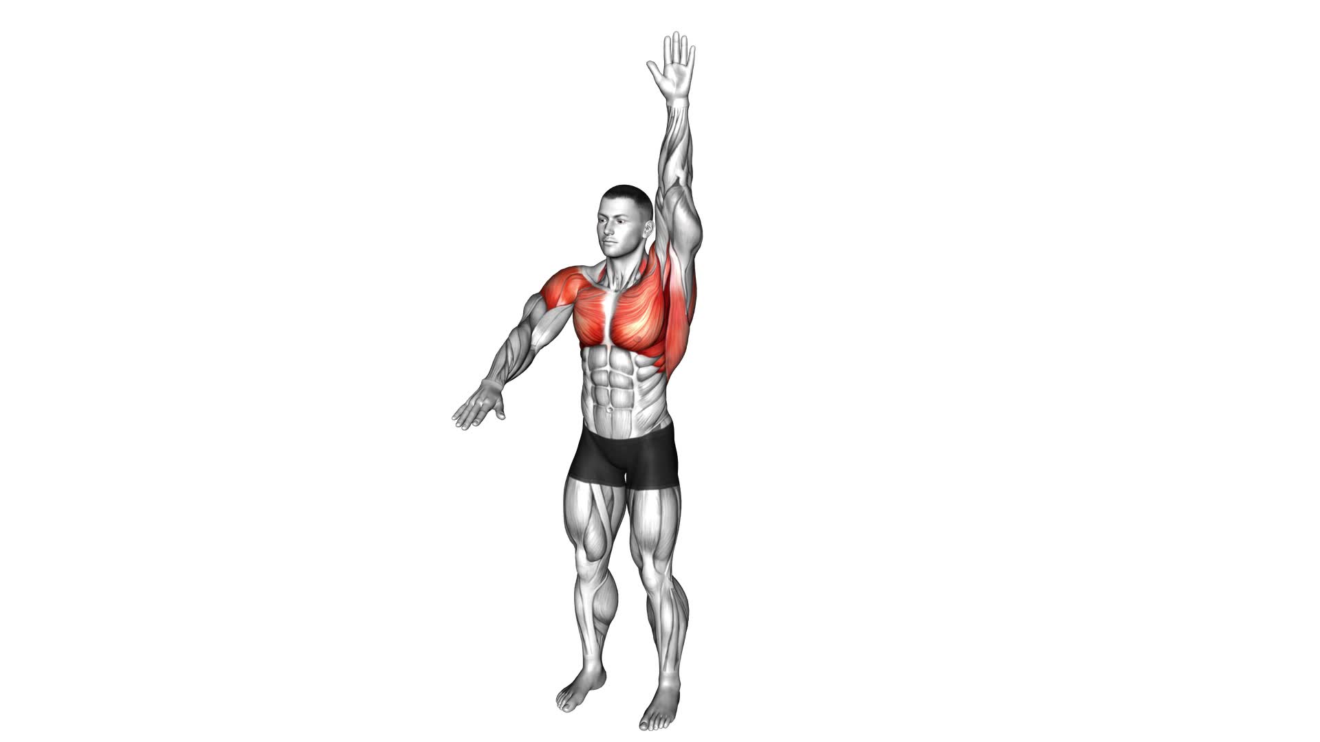 Arms-up and Down - Video Exercise Guide & Tips