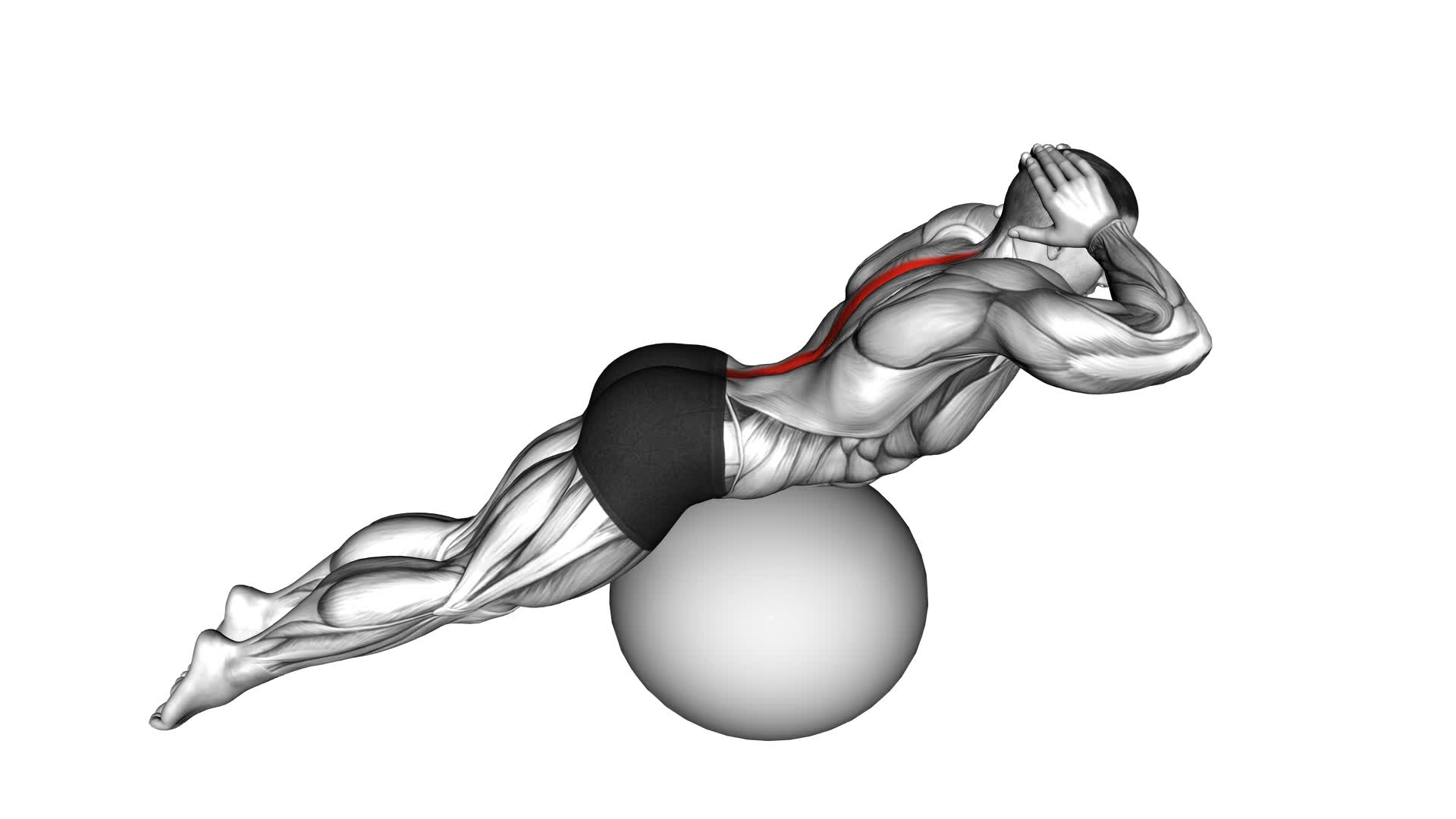 Back Extension on Exercise Ball - Video Exercise Guide & Tips