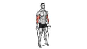 Band Alternating Biceps Curl - Video Exercise Guide & Tips