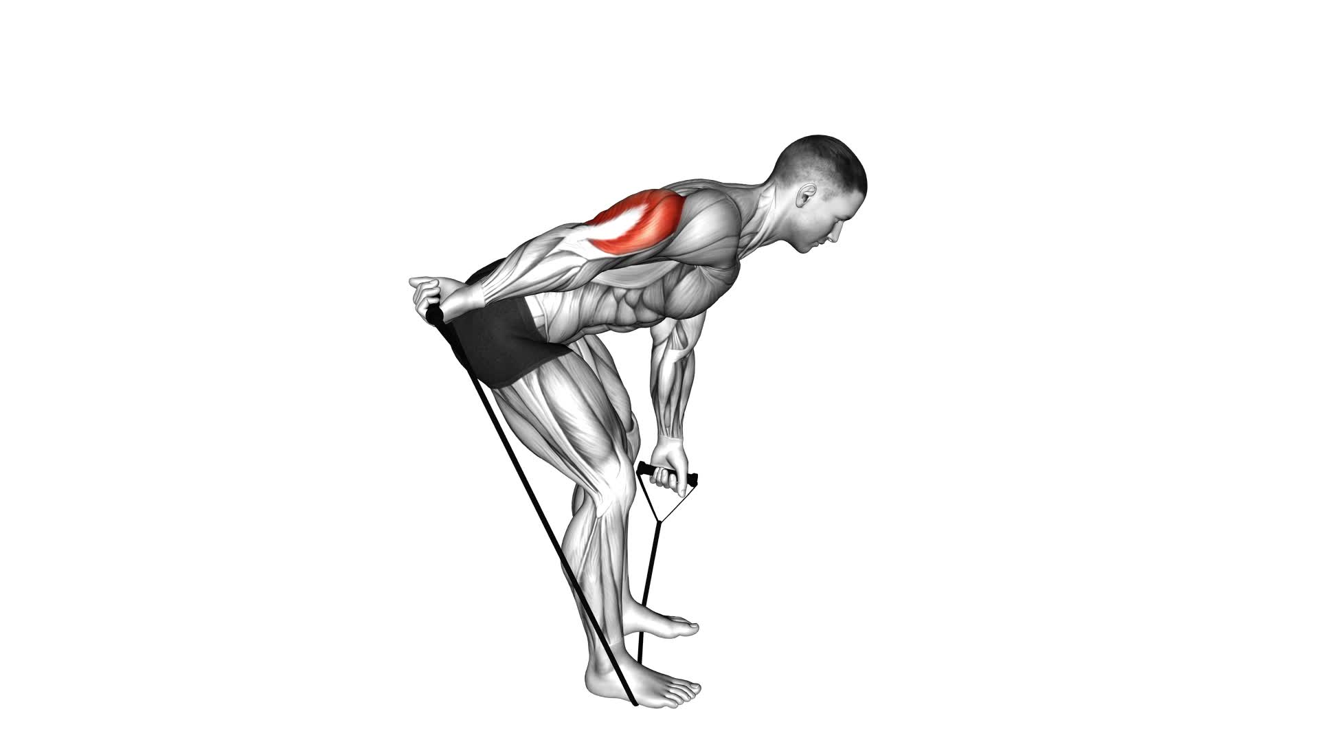 Band Bent Over One Arm Kickback (Male) - Video Exercise Guide & Tips
