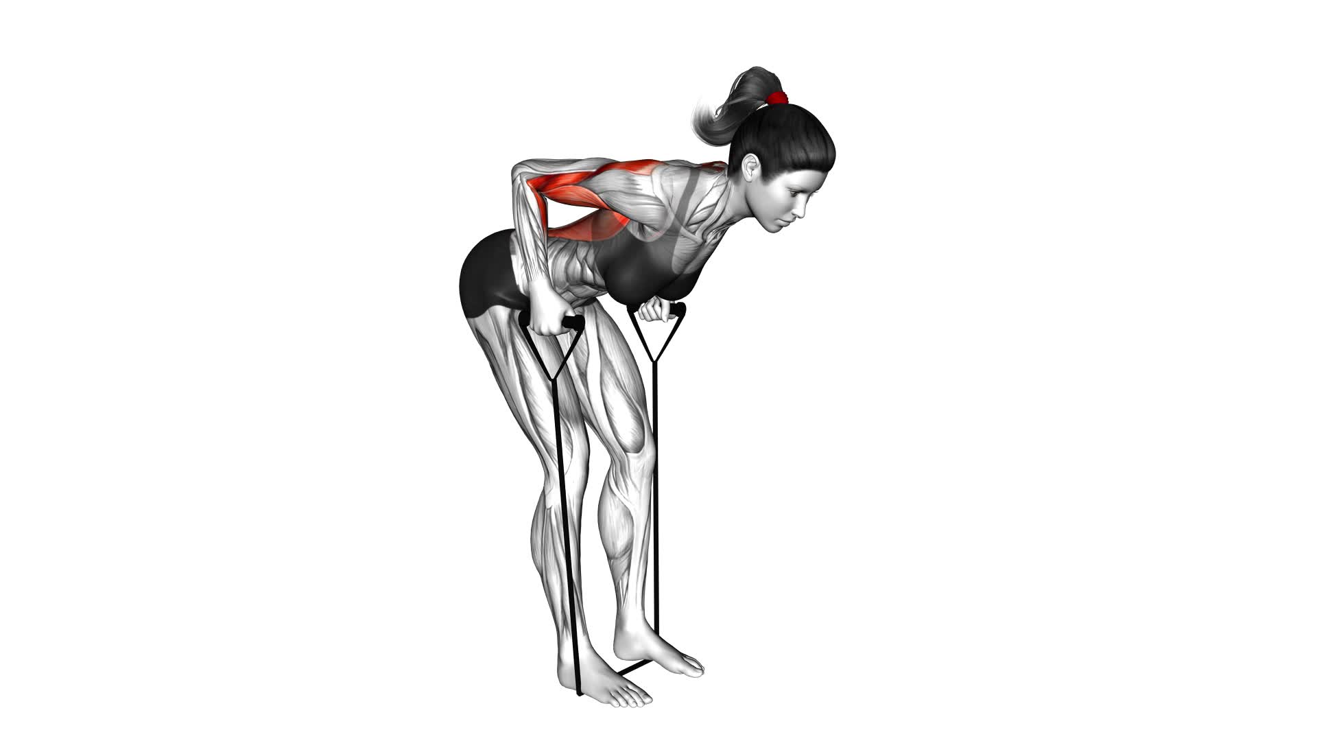 Female Band Bent Over Row Ultimate Exercise Guide And Tips 