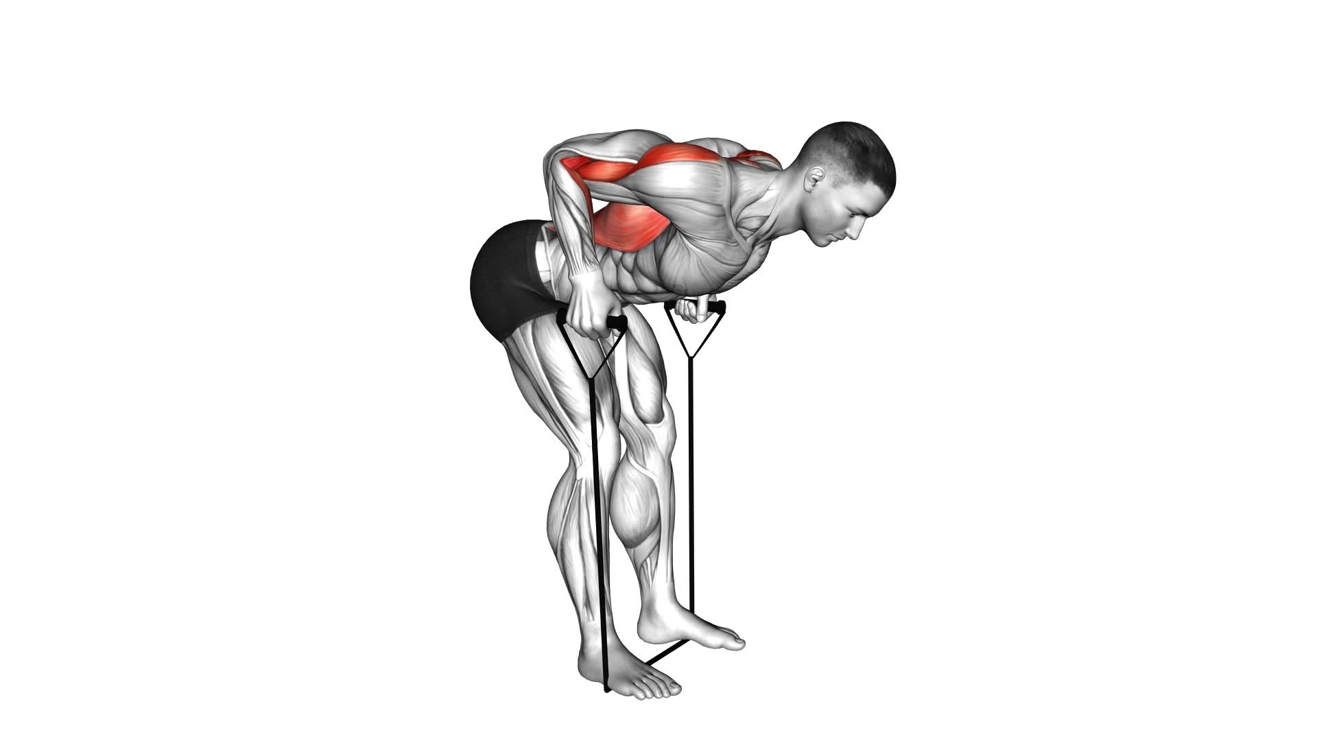 Band Bent-Over Row (Male) - Video Exercise Guide & Tips