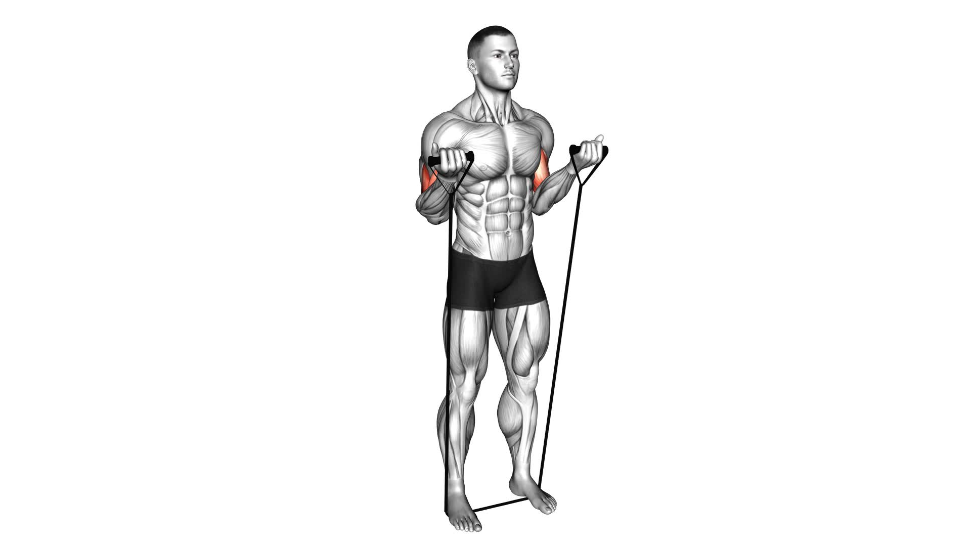 Band Biceps Curl - Video Exercise Guide & Tips