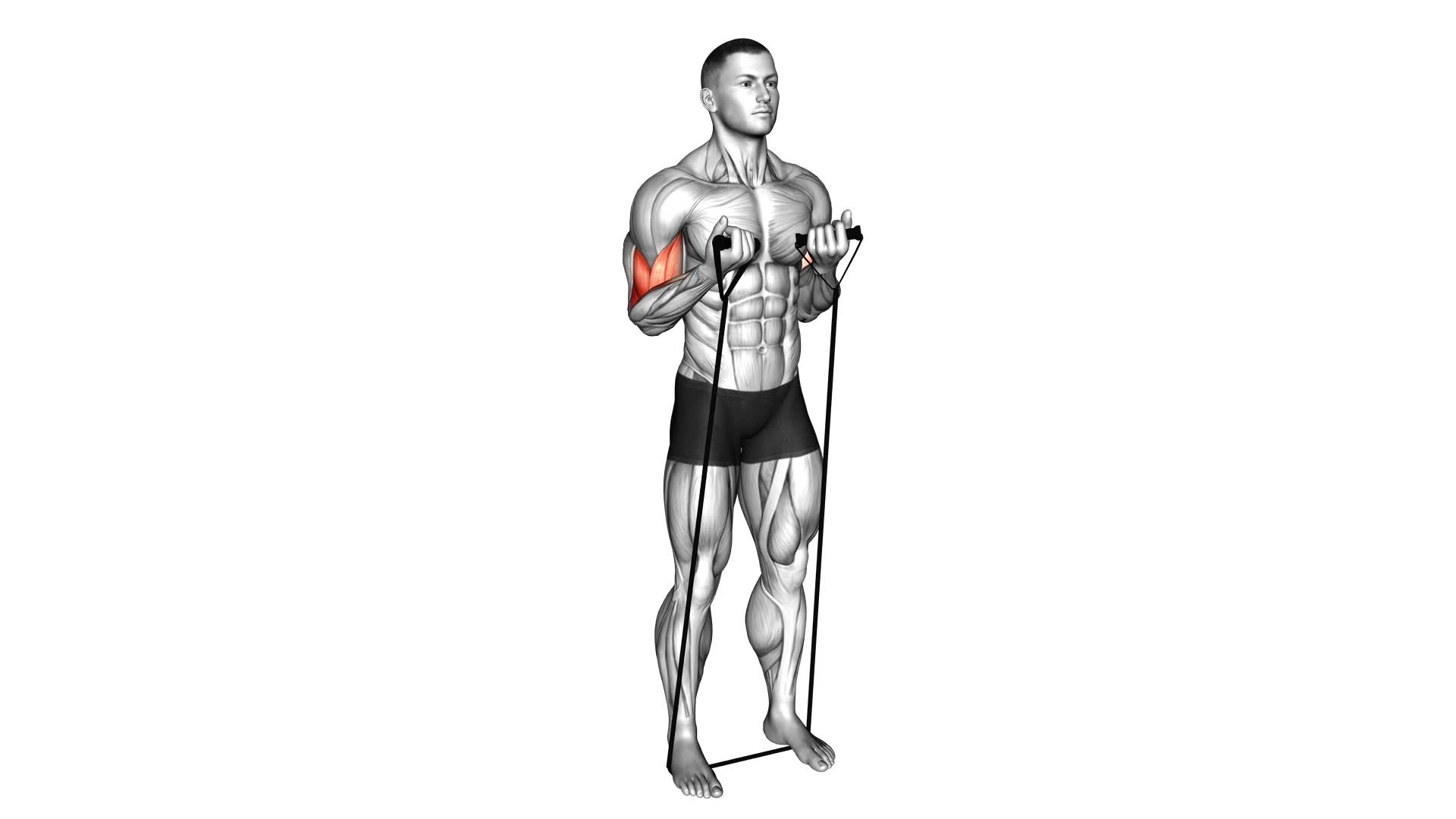 Band Close-Grip Biceps Curl - Video Exercise Guide & Tips