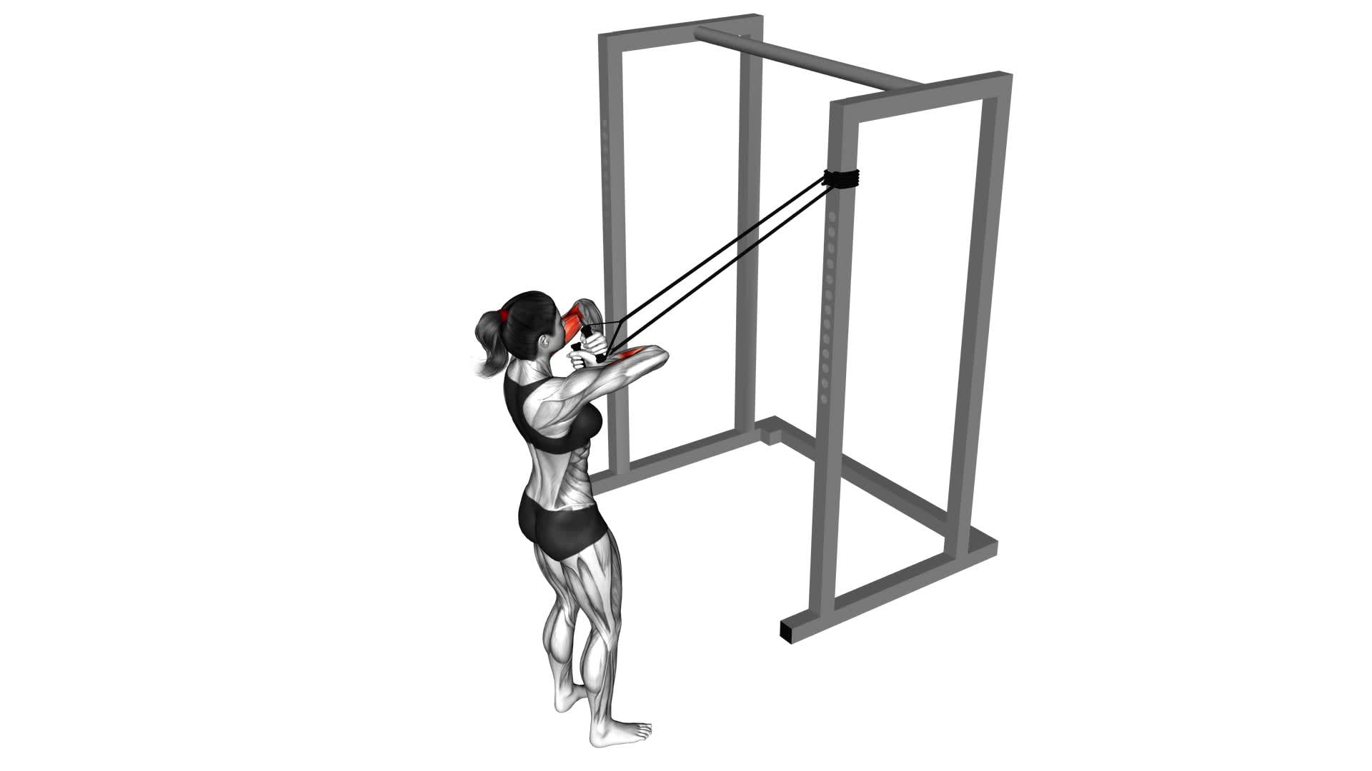 Band Cross Chest Biceps Curl (female) - Video Exercise Guide & Tips