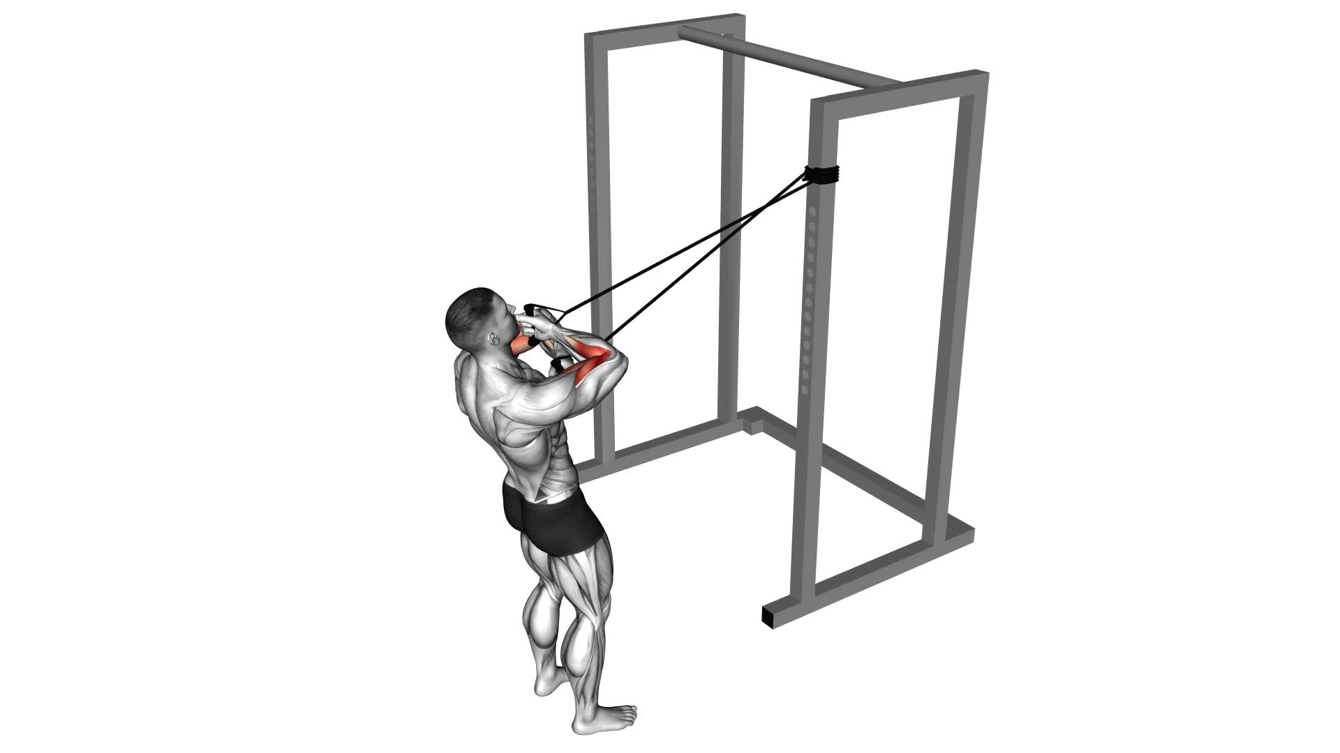 Band Cross Chest Biceps Curl (male) - Video Exercise Guide & Tips