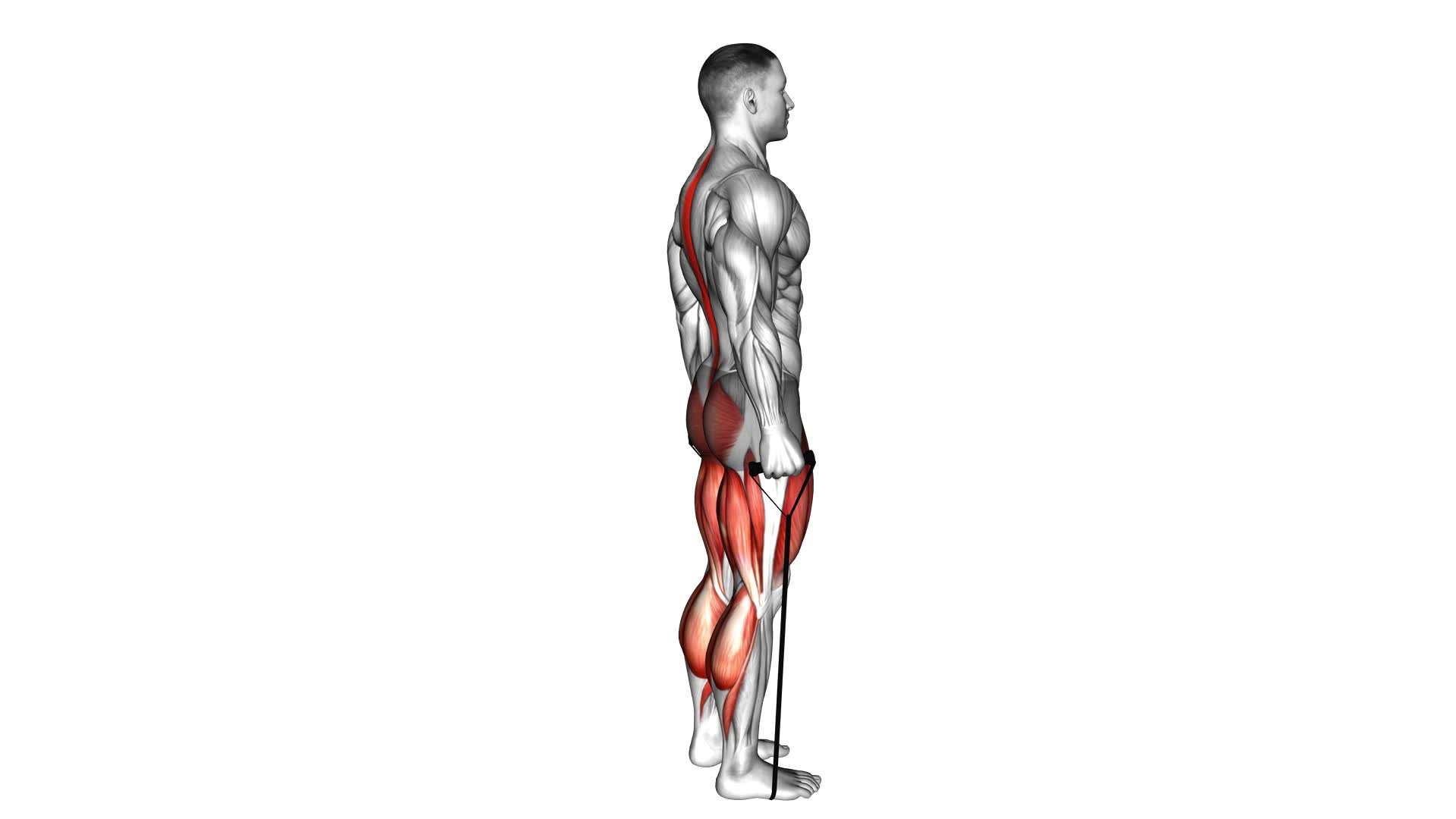 Band Deadlift - Video Exercise Guide & Tips