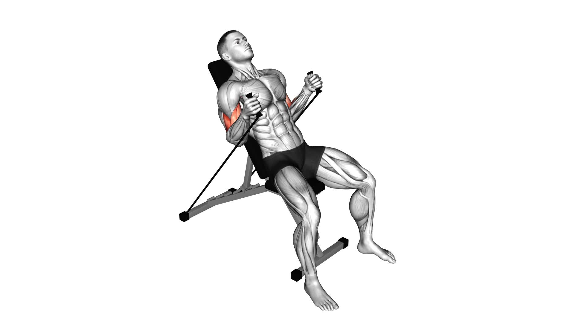 Band Incline Hammer Curl - Video Exercise Guide & Tips