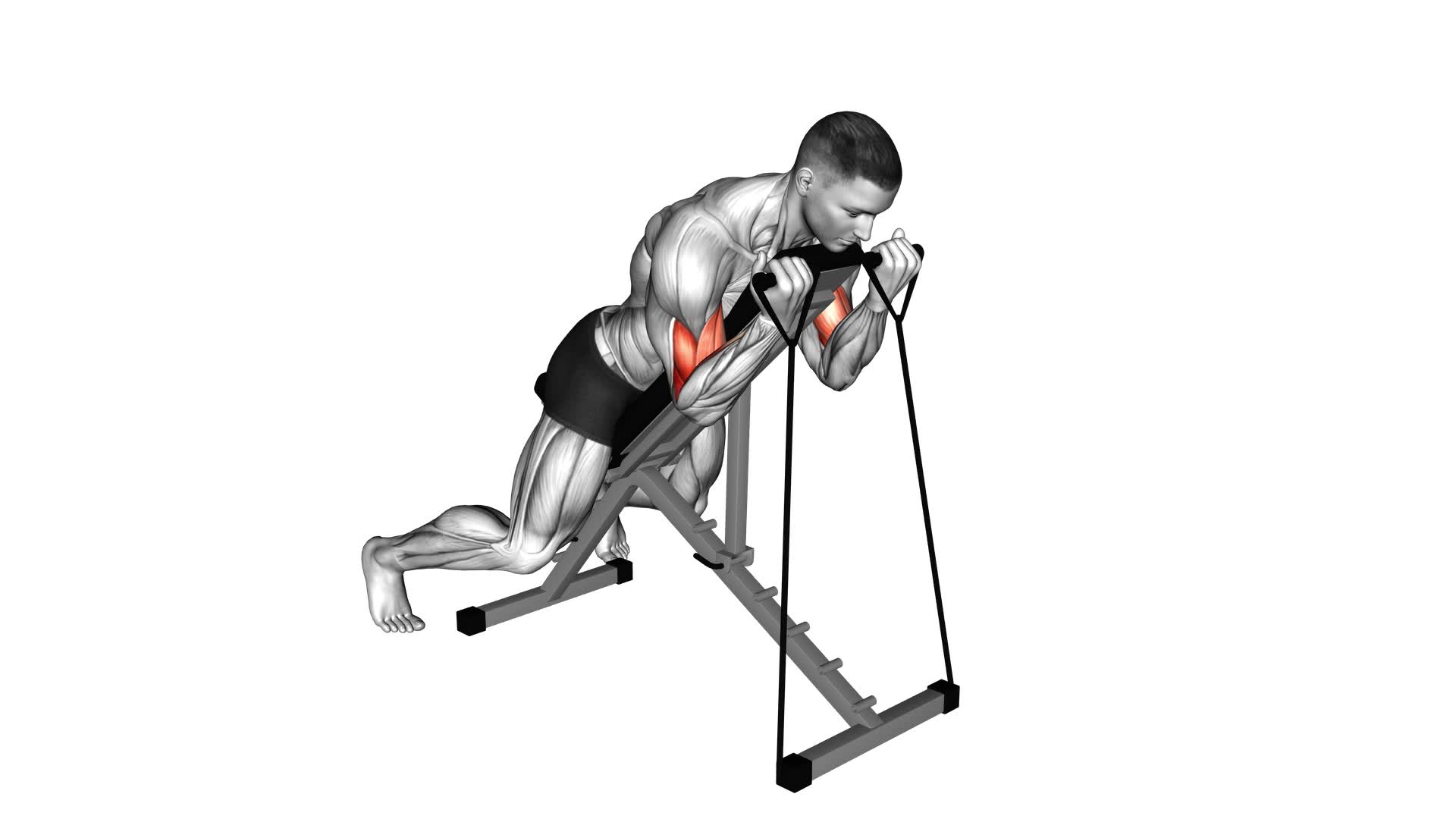 Band Prone Incline Curl - Video Exercise Guide & Tips
