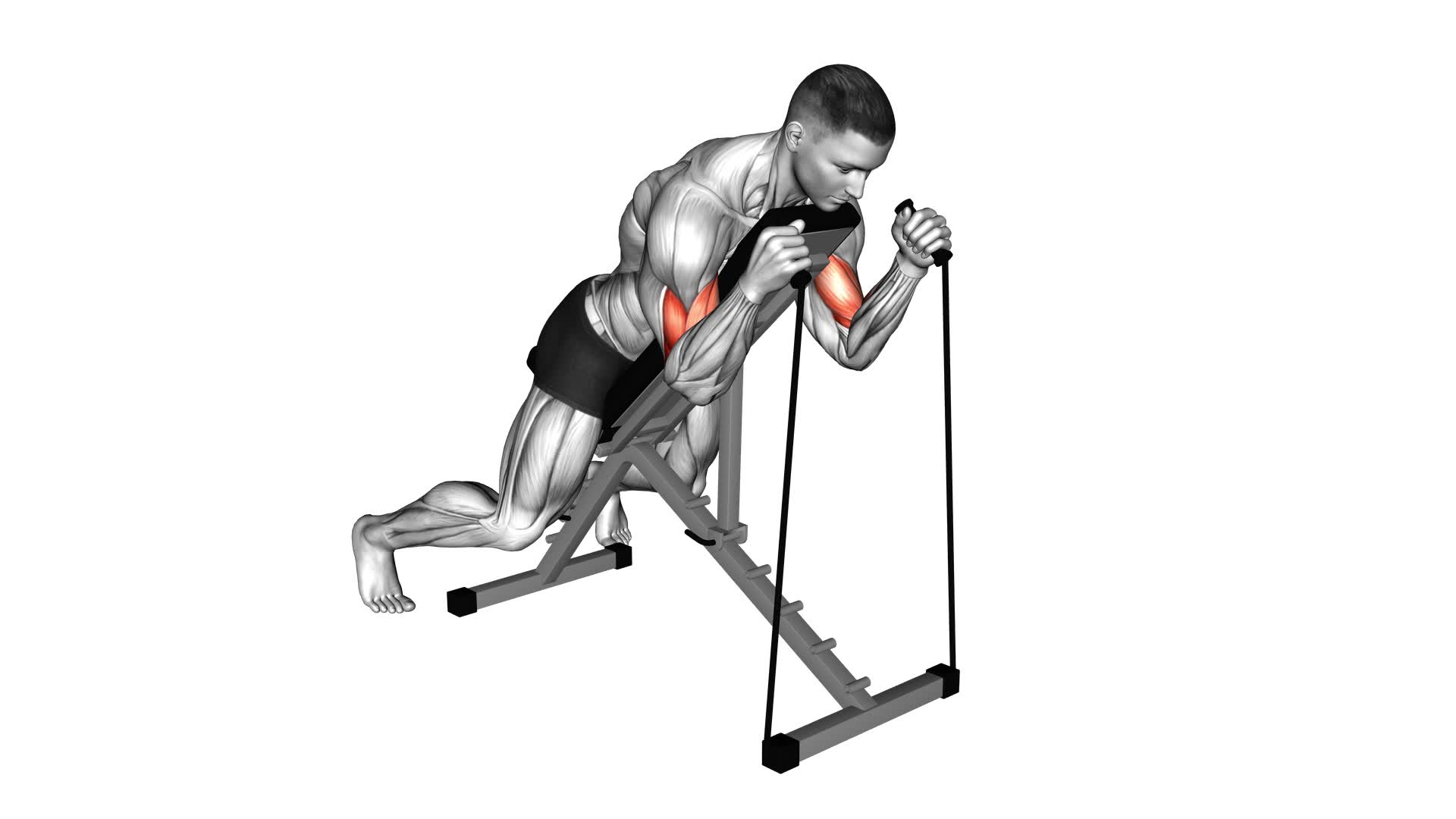 Band Prone Incline Hammer Curl - Video Exercise Guide & Tips