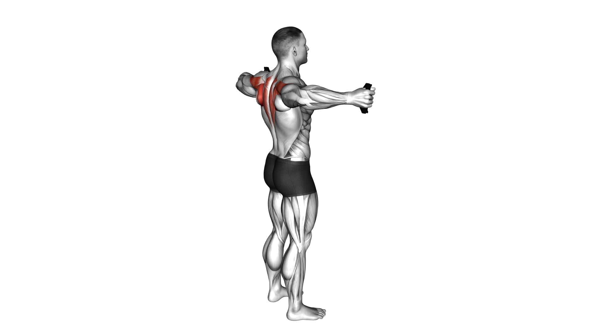 Band Pull Apart - Video Exercise Guide & Tips