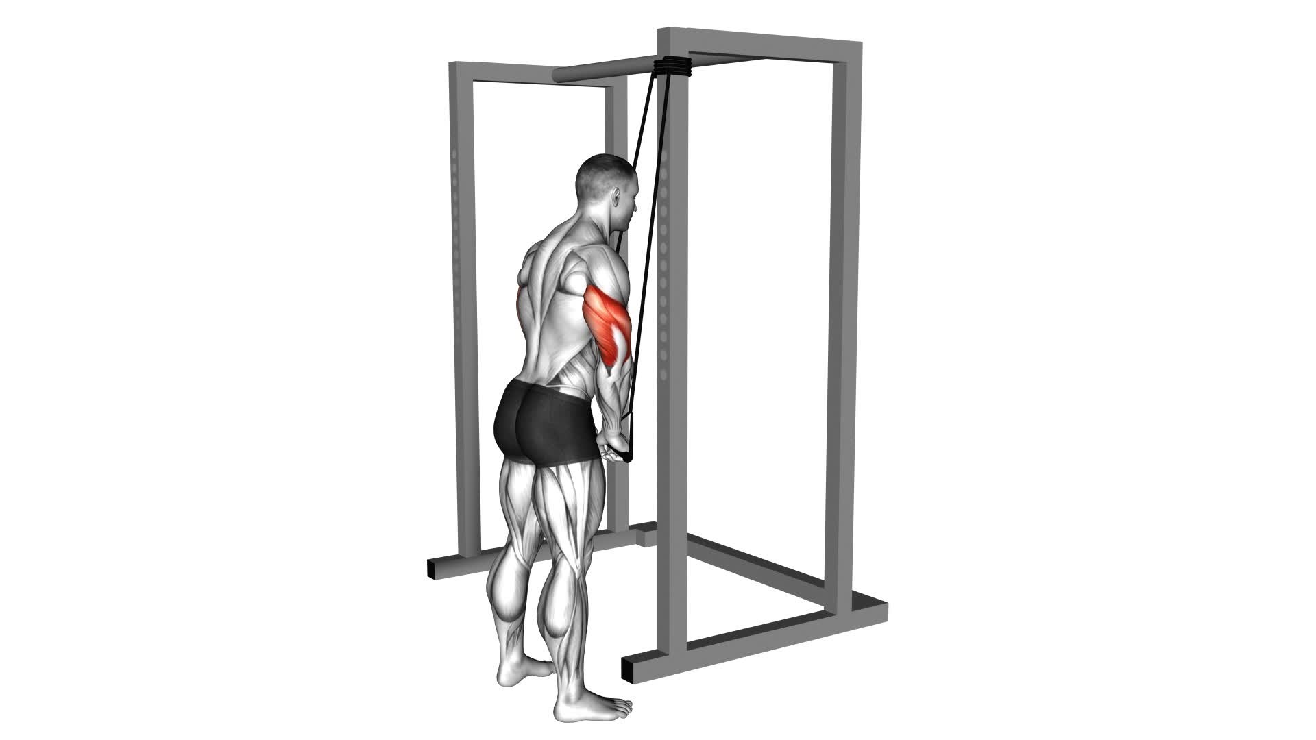 Band Pushdown (Male) - Video Exercise Guide & Tips