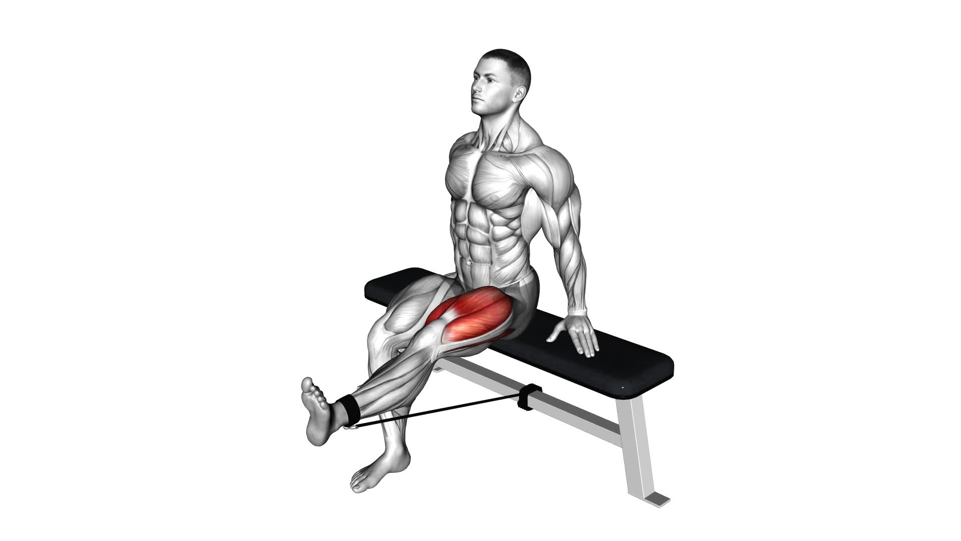 Band Seated Leg Extension (male) - Video Exercise Guide & Tips