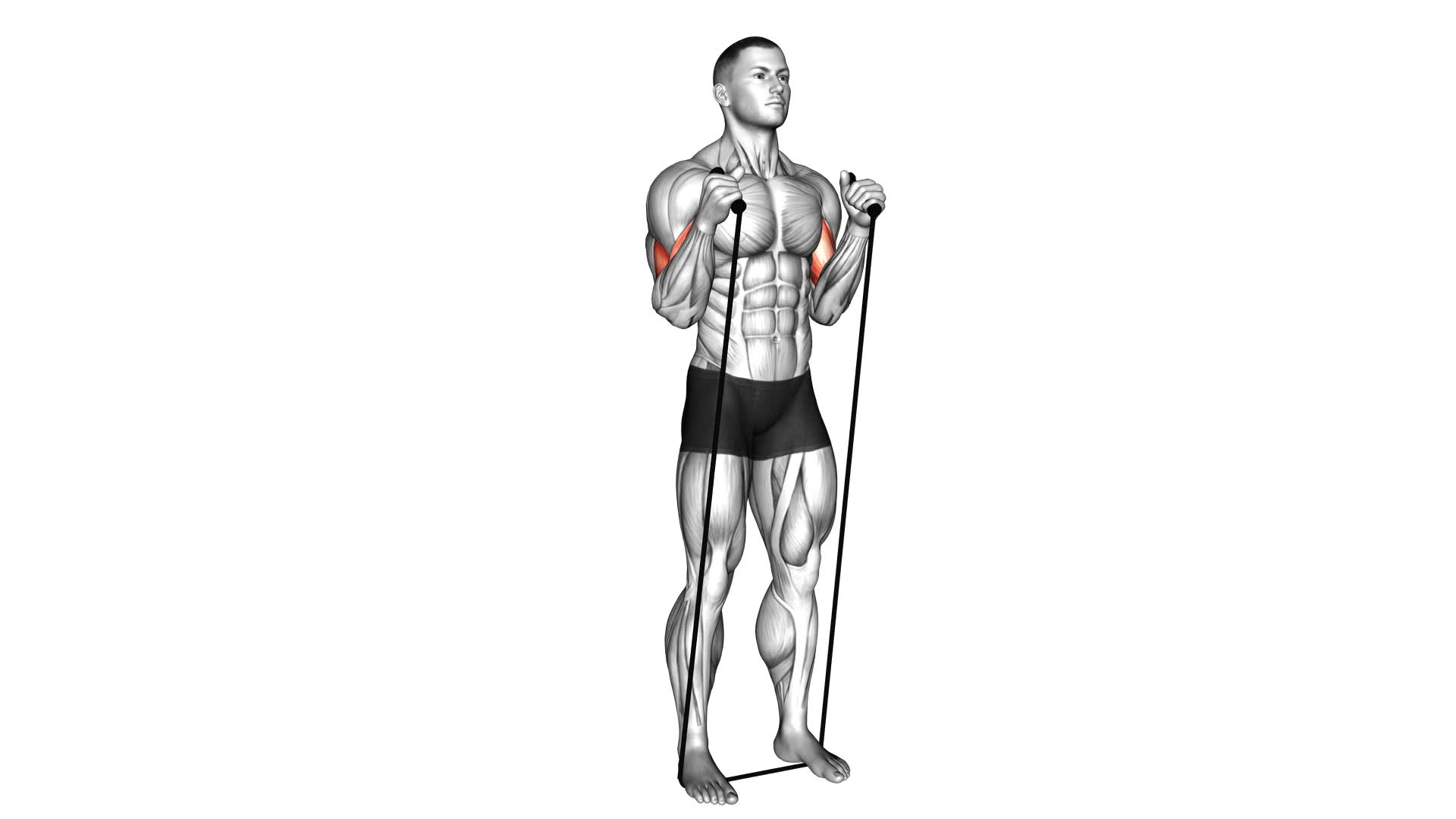 Band Standing Hammer Curl - Video Exercise Guide & Tips