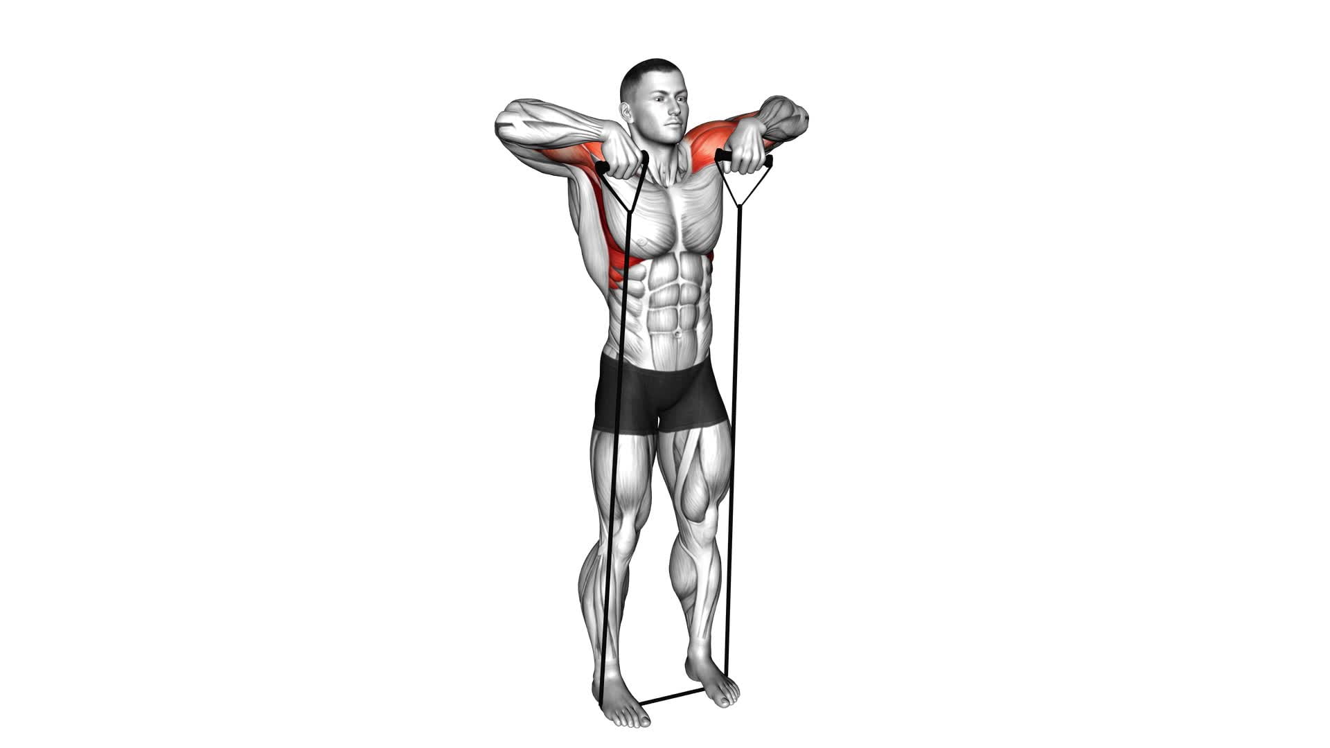 Band Upright Row (Under Two Feet) - Video Exercise Guide & Tips