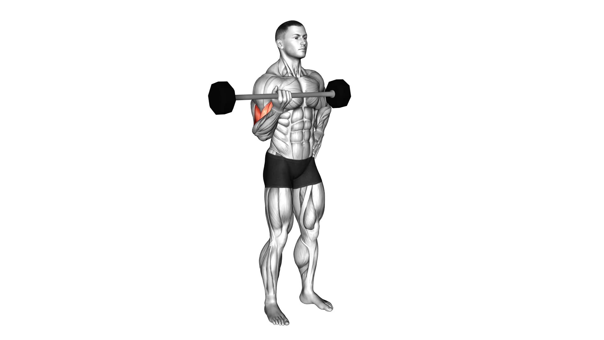 Barbell Alternate Biceps Curl - Video Exercise Guide & Tips