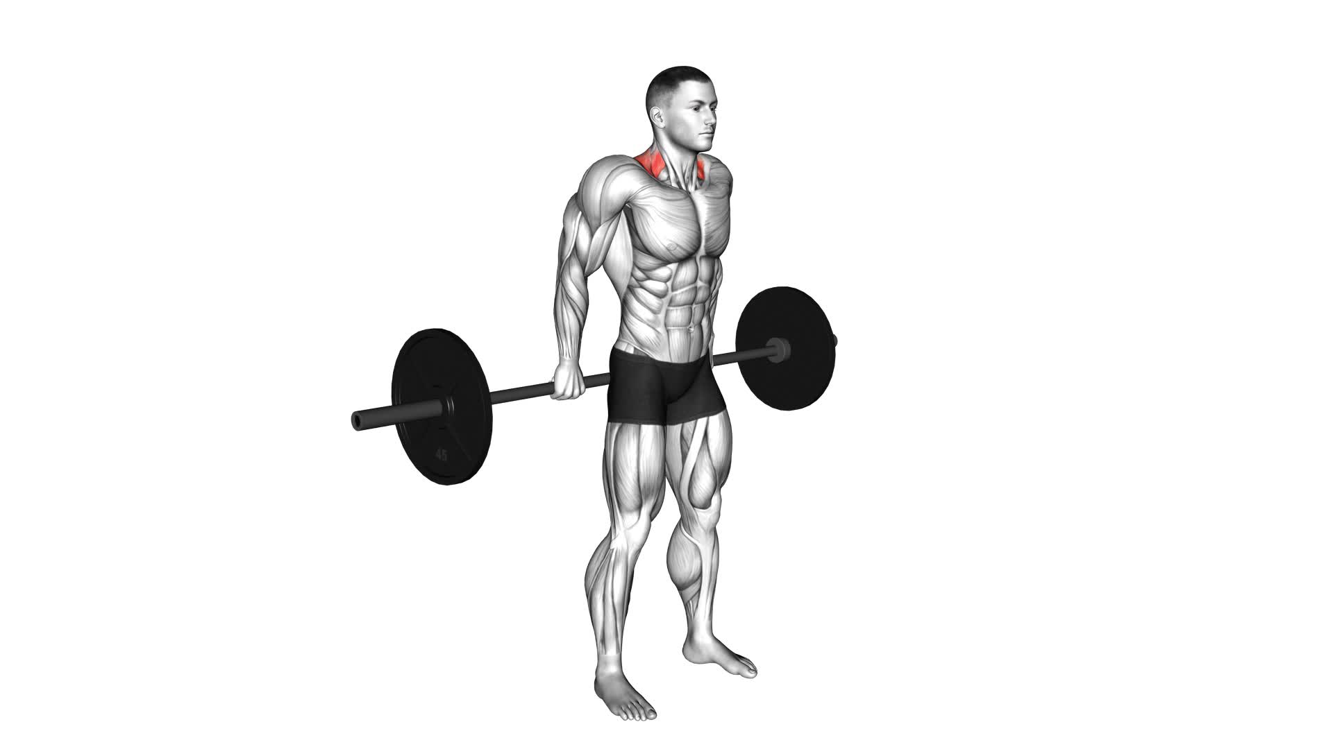 Barbell Behind The Back Shrug - Video Exercise Guide & Tips