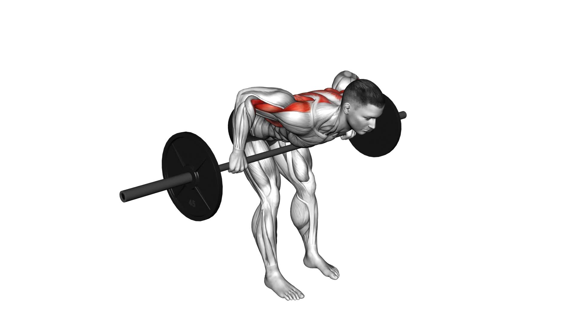 Barbell Bent Over Wide Grip Row - Video Exercise Guide & Tips