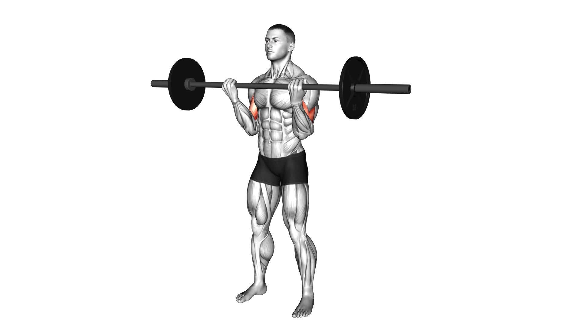 Barbell Curl - Video Exercise Guide & Tips