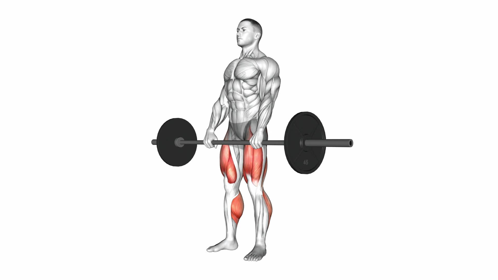 Barbell Deadlift - Video Exercise Guide & Tips