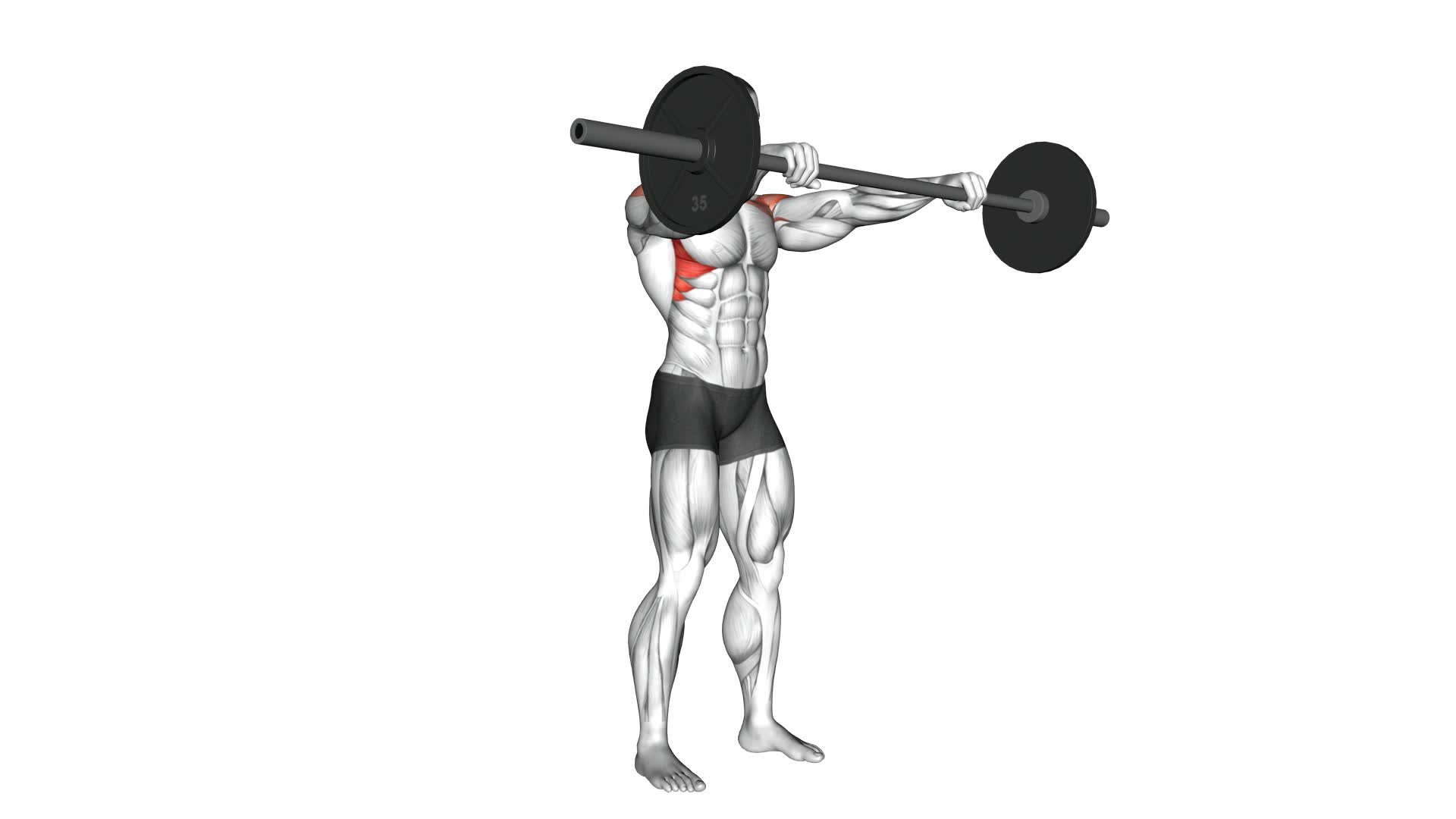 Barbell Front Raise - Video Exercise Guide & Tips