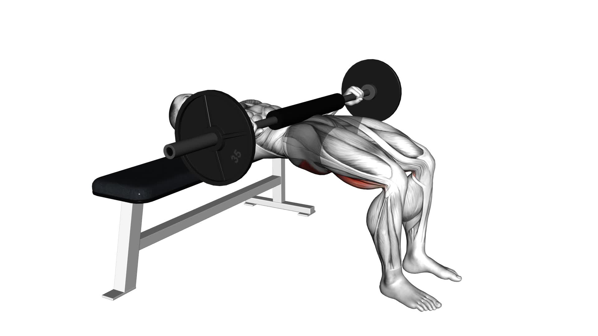 Barbell Hip Thrust - Video Exercise Guide & Tips