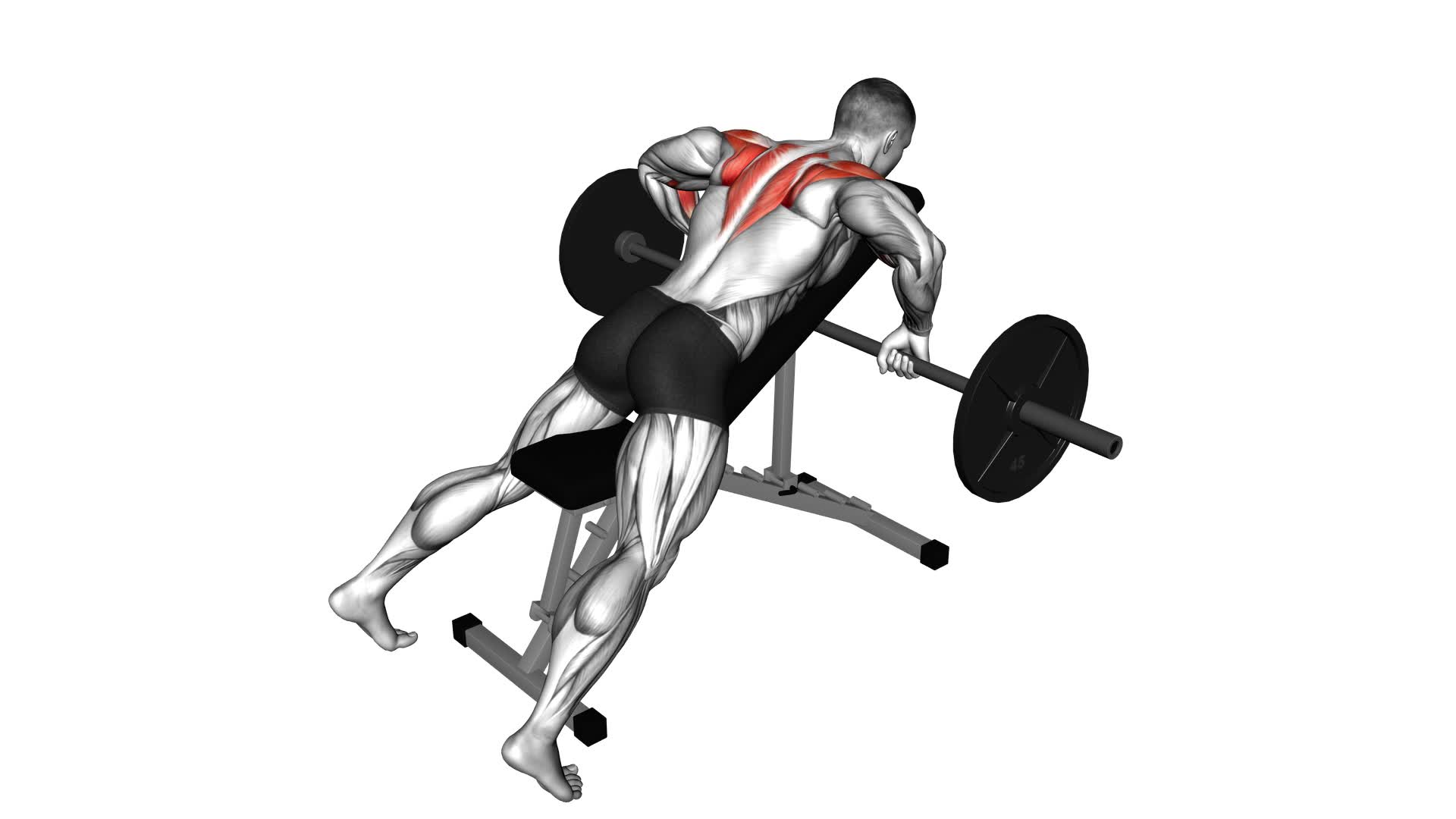 Barbell Incline Rear Delt Row - Video Exercise Guide & Tips