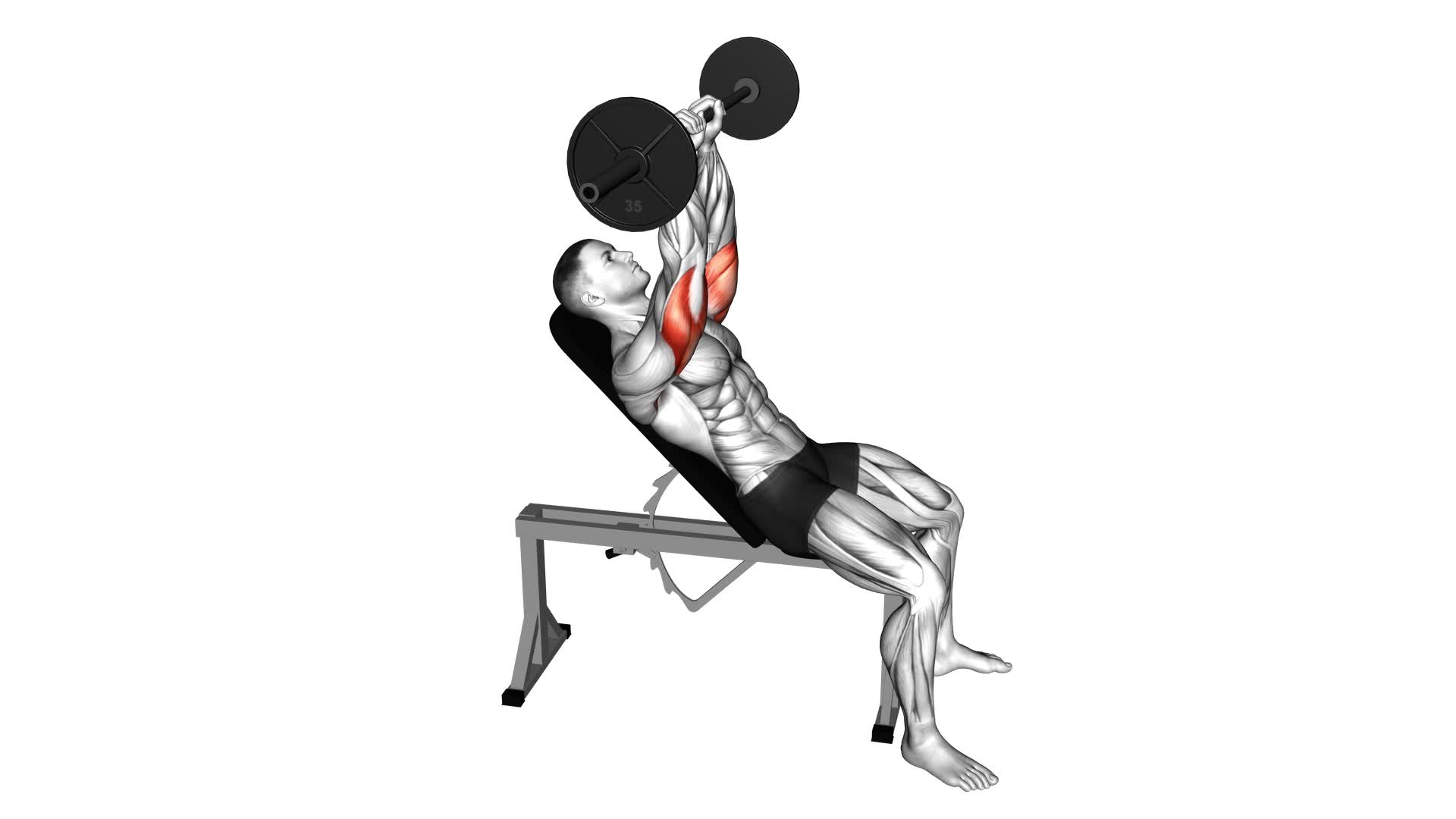 Barbell Incline Triceps Extension Skull Crusher - Video Exercise Guide & Tips