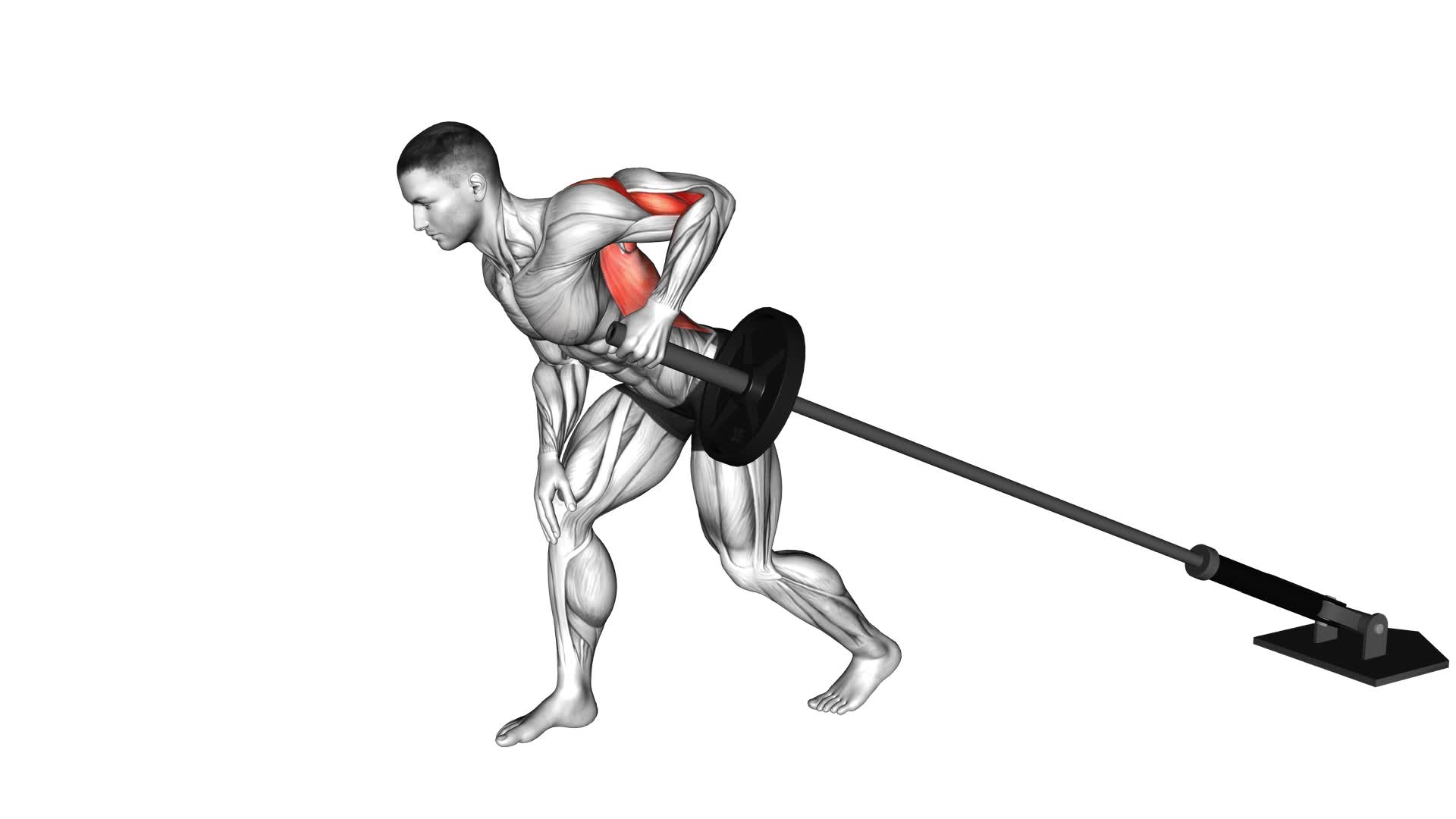 Barbell One Arm Bent Over Row - Video Exercise Guide & Tips