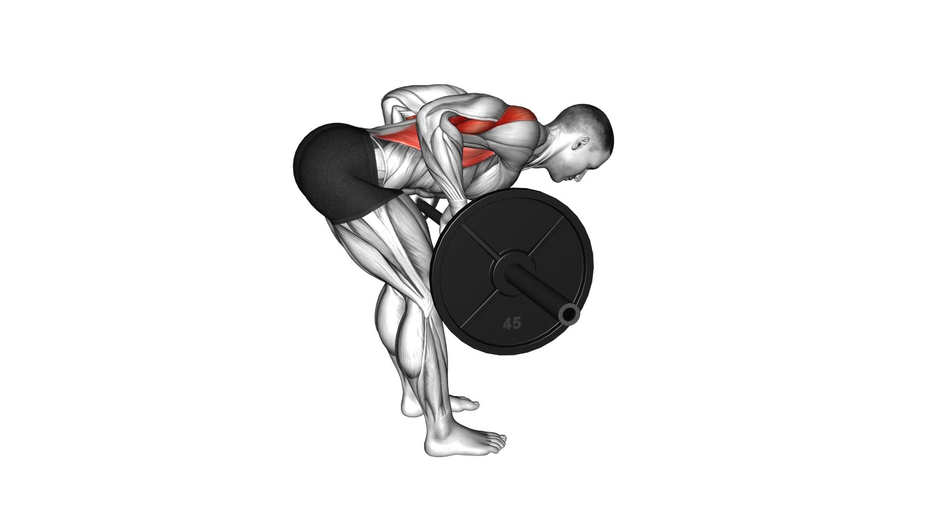 Barbell Paused Bent Over Row - Video Exercise Guide & Tips