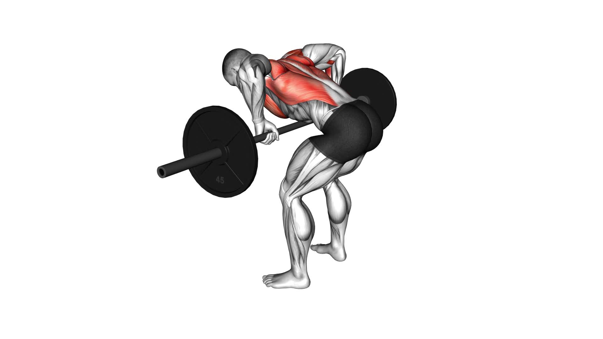 Barbell Pendlay Row - Video Exercise Guide & Tips