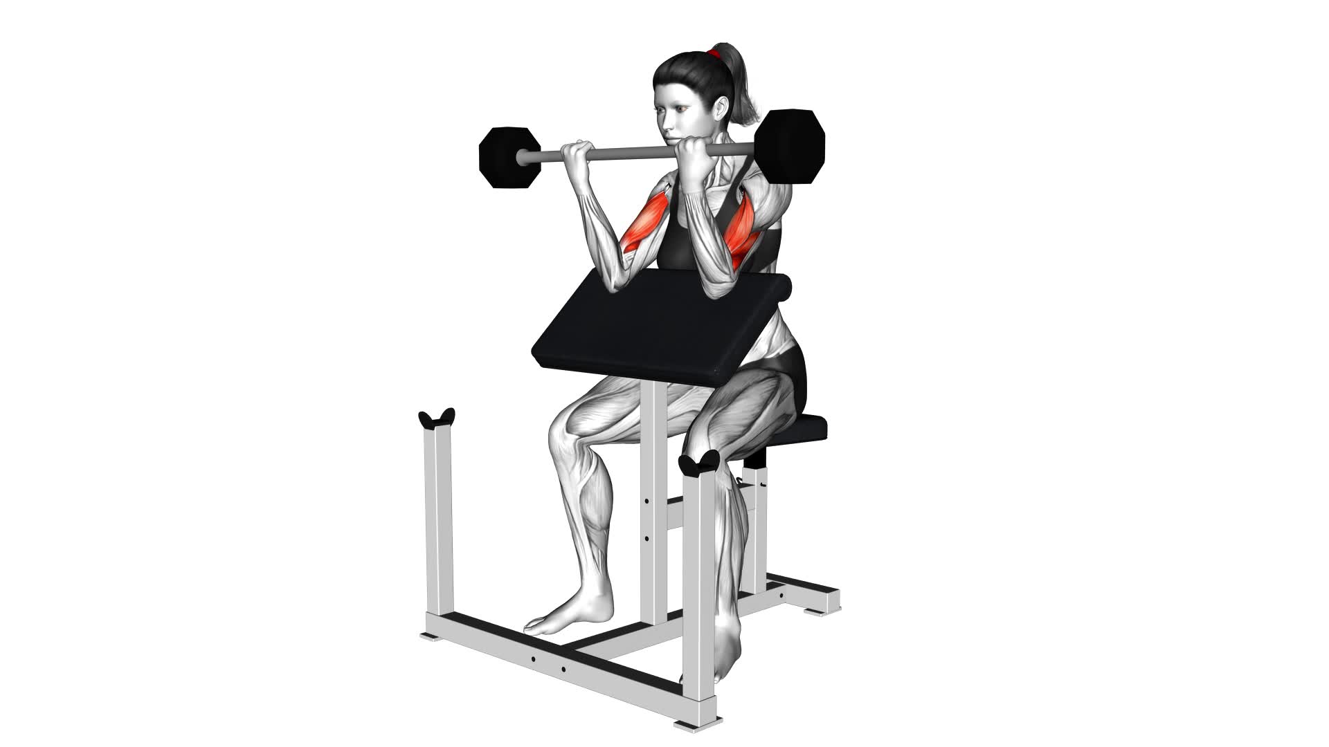 Barbell Preacher Curl (female) - Video Exercise Guide & Tips