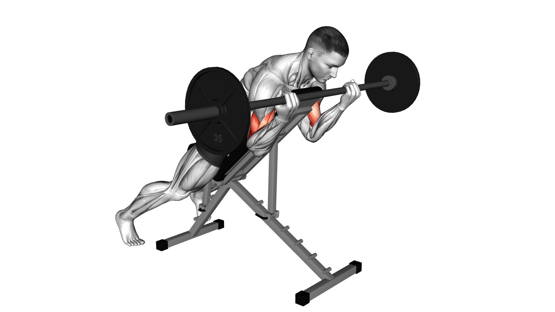 Barbell Prone Incline Curl - Video Exercise Guide & Tips