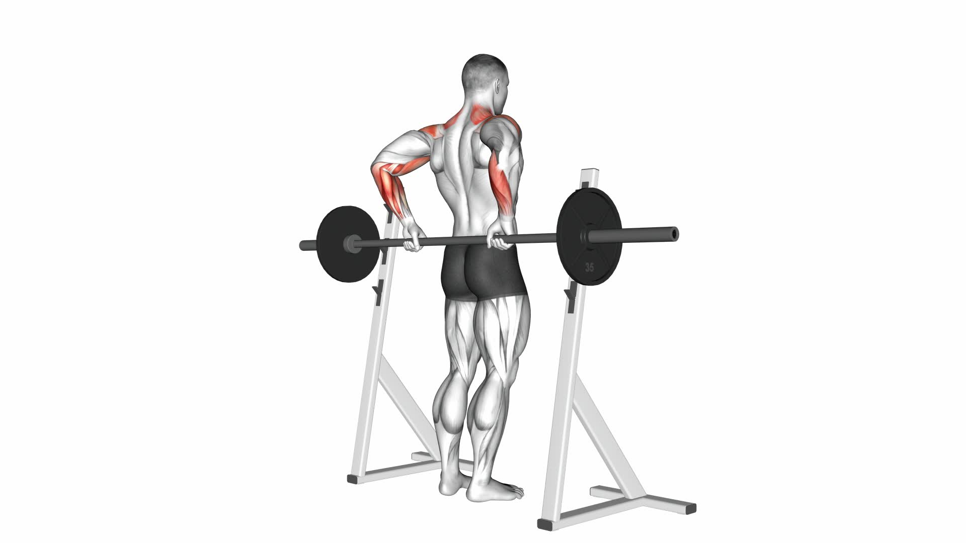 Barbell Rear Delt Raise - Video Exercise Guide & Tips