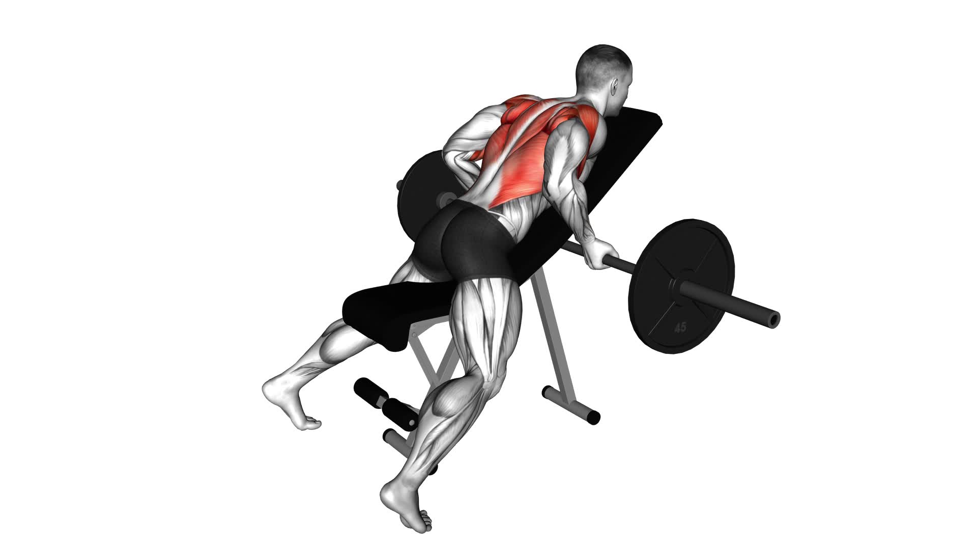 Barbell Reverse Grip Incline Bench Row - Video Exercise Guide & Tips
