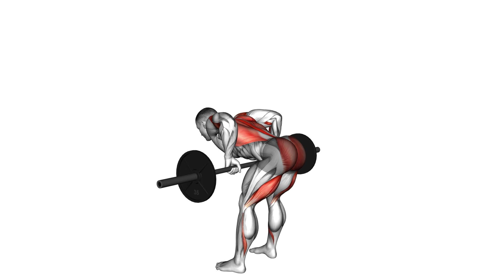 Barbell Romanian Deadlift to Row (male) - Video Exercise Guide & Tips