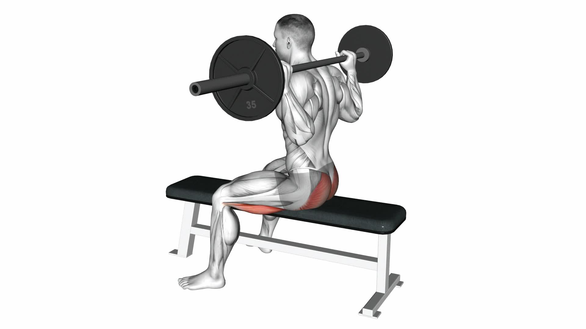 Barbell Seated Good Morning - Video Exercise Guide & Tips