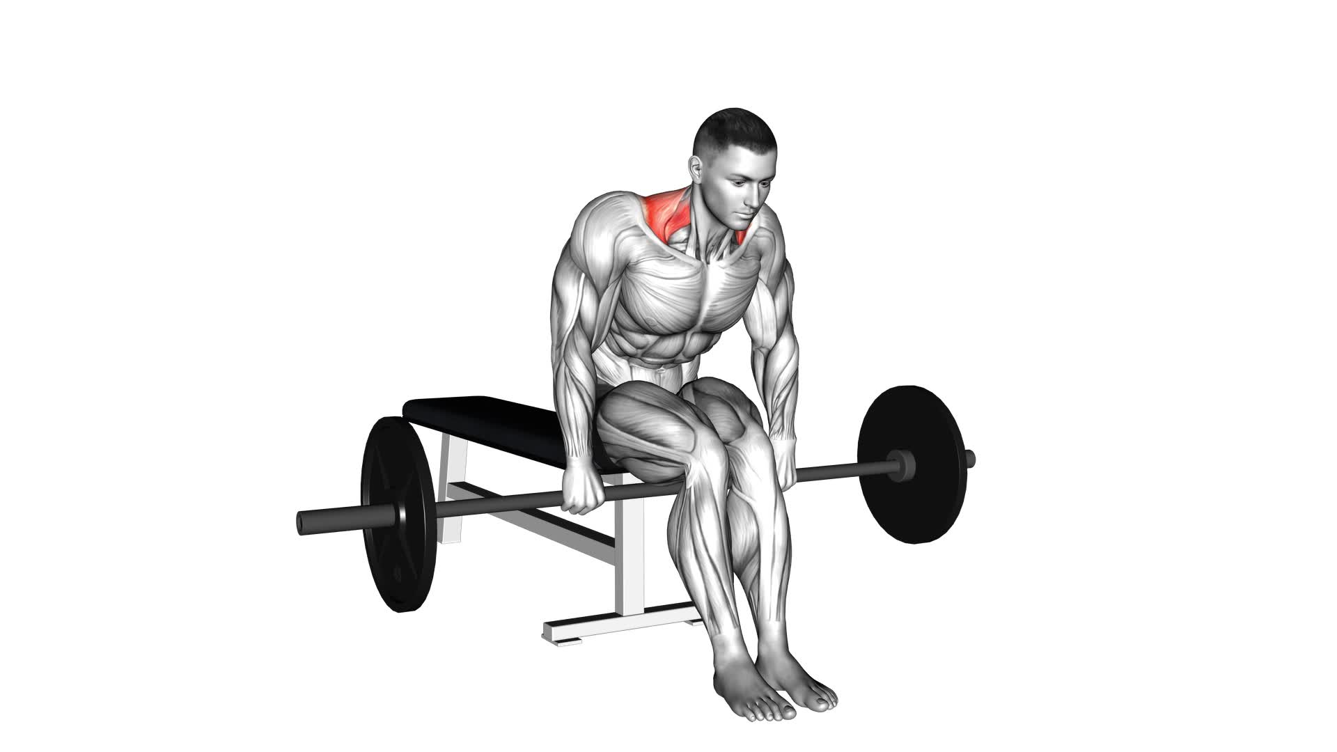 Barbell Seated Shrug - Video Exercise Guide & Tips