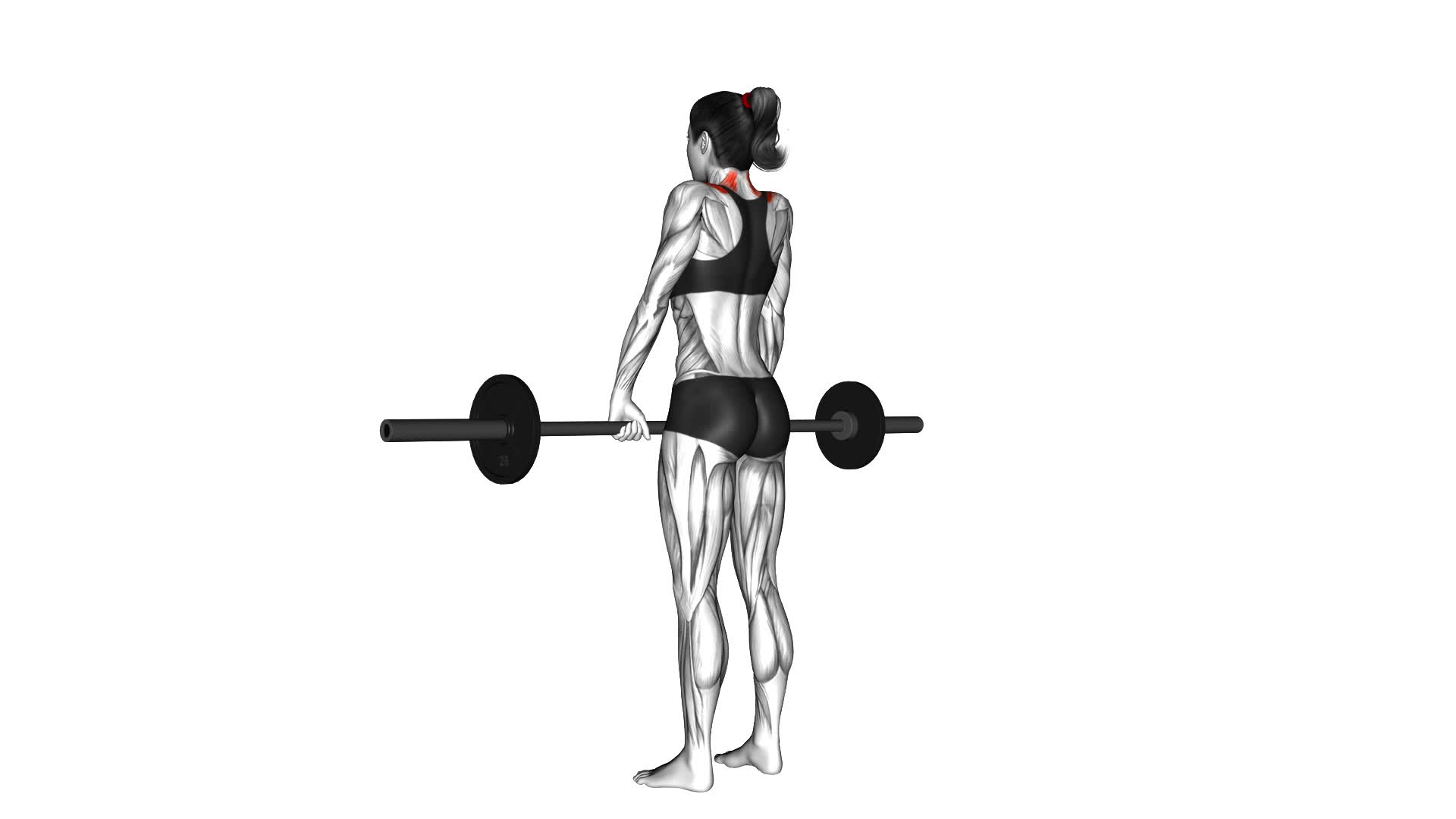 Barbell Shrug (female) - Video Exercise Guide & Tips