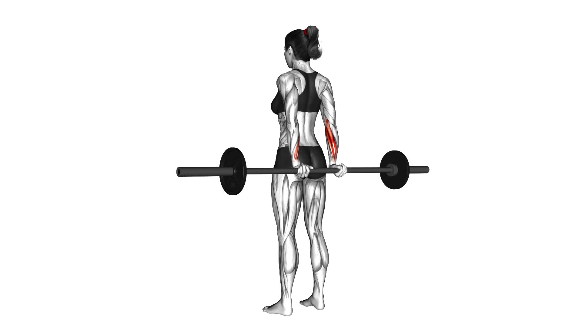 Barbell Standing Back Wrist Curl (female) - Video Exercise Guide & Tips