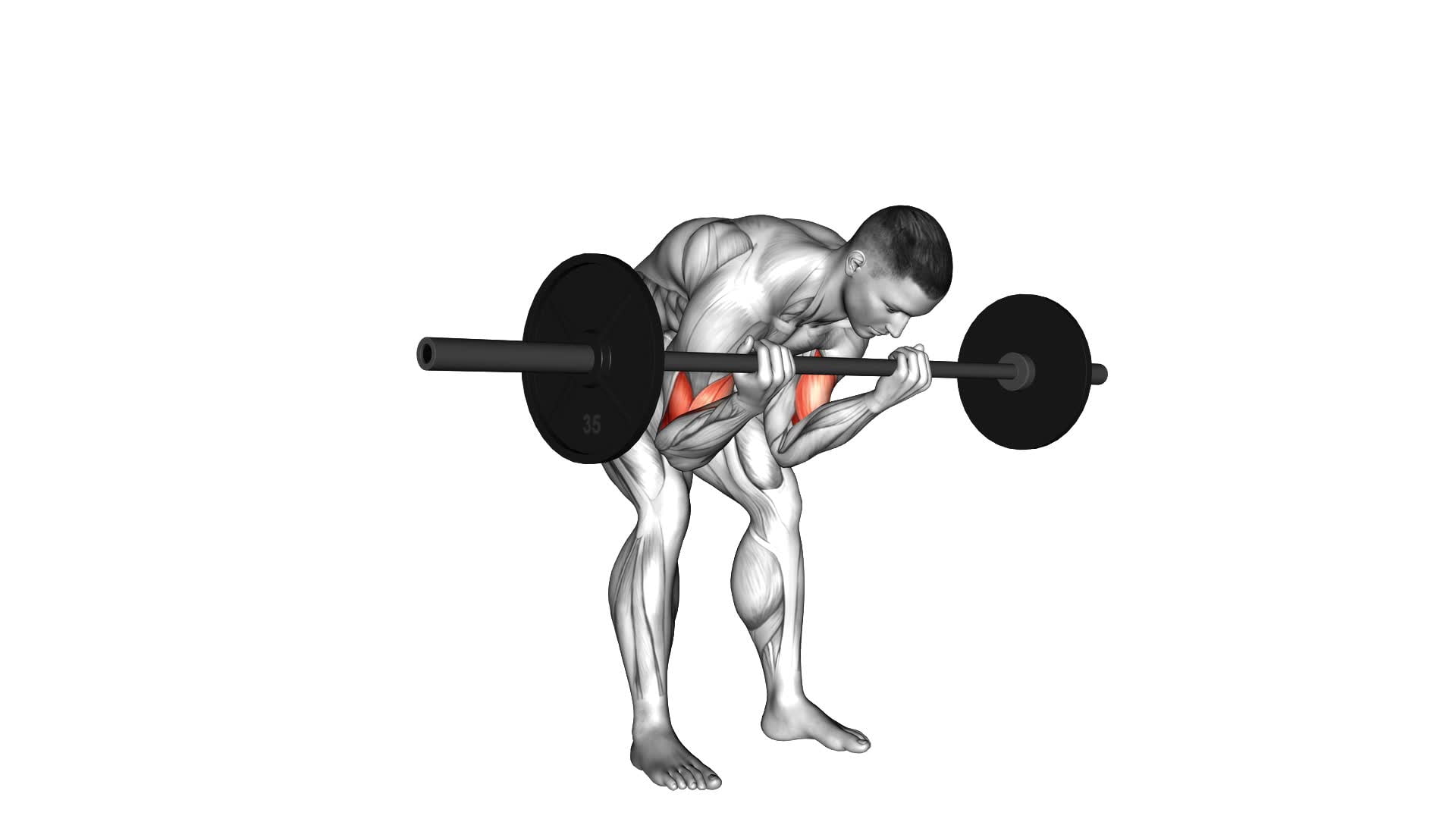 Barbell Standing Concentration Curl - Video Exercise Guide & Tips