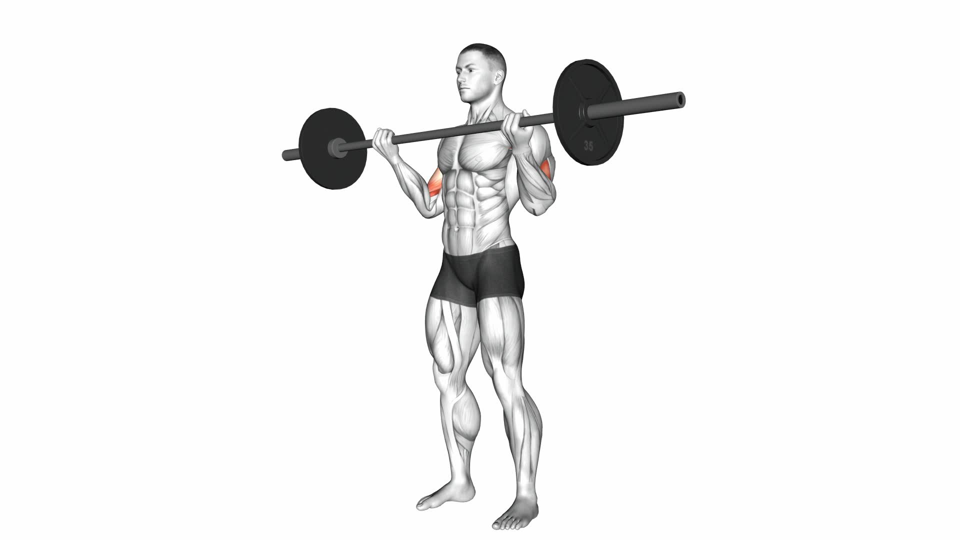 Barbell Standing Wide-grip Curl - Video Exercise Guide & Tips