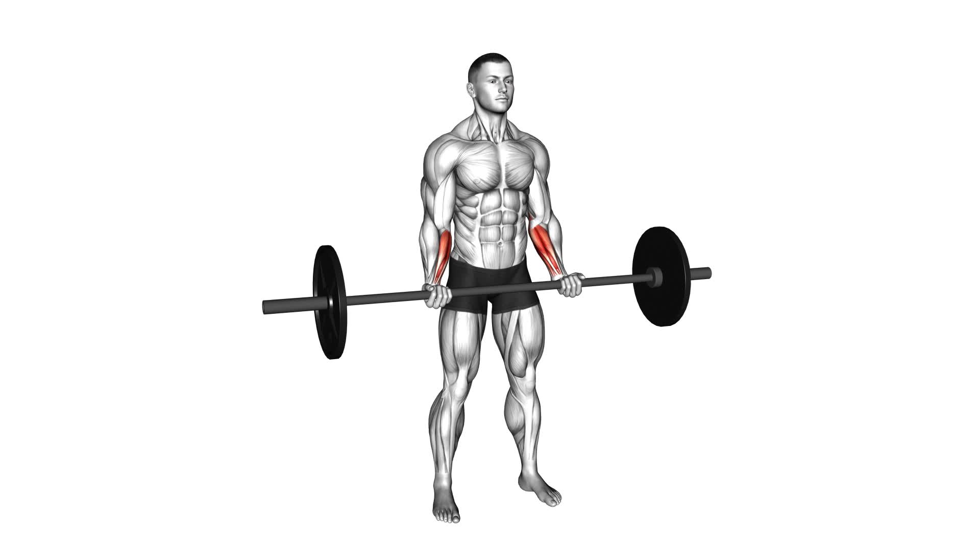 Barbell Standing Wrist Curl - Video Exercise Guide & Tips